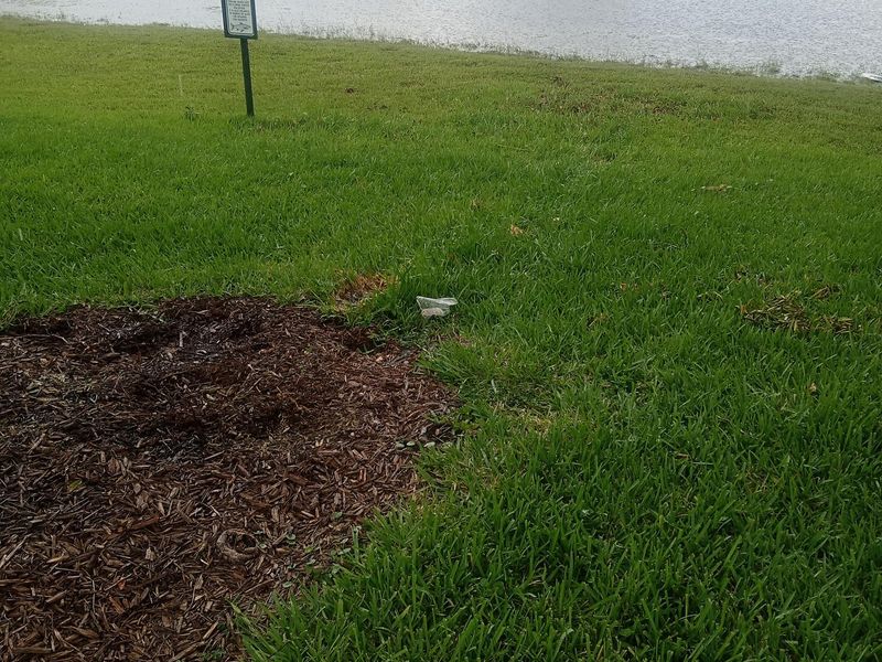 The same lakefront lawn cleared and mulched after the fallen tree was removed