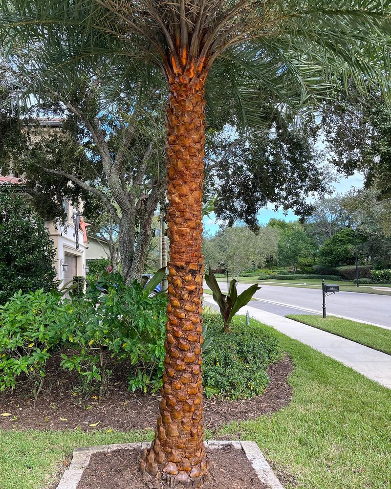 Date palm trunk after professional skinning with a clean diamond pattern