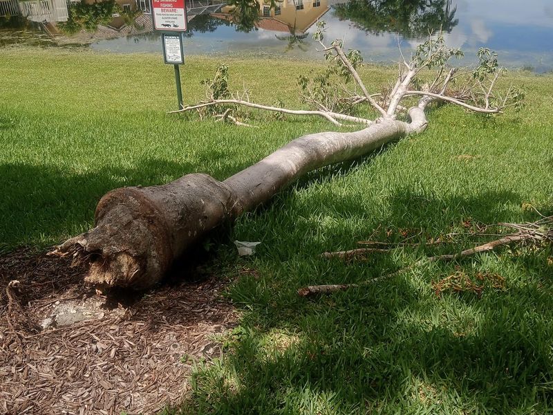 Fallen tree lying on a lakefront lawn after a storm