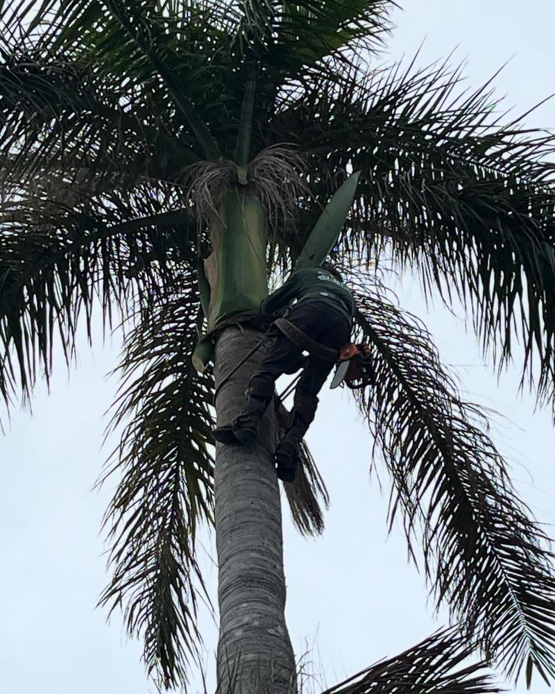 Arborist in a climbing harness trimming fronds at the top of a tall royal palm