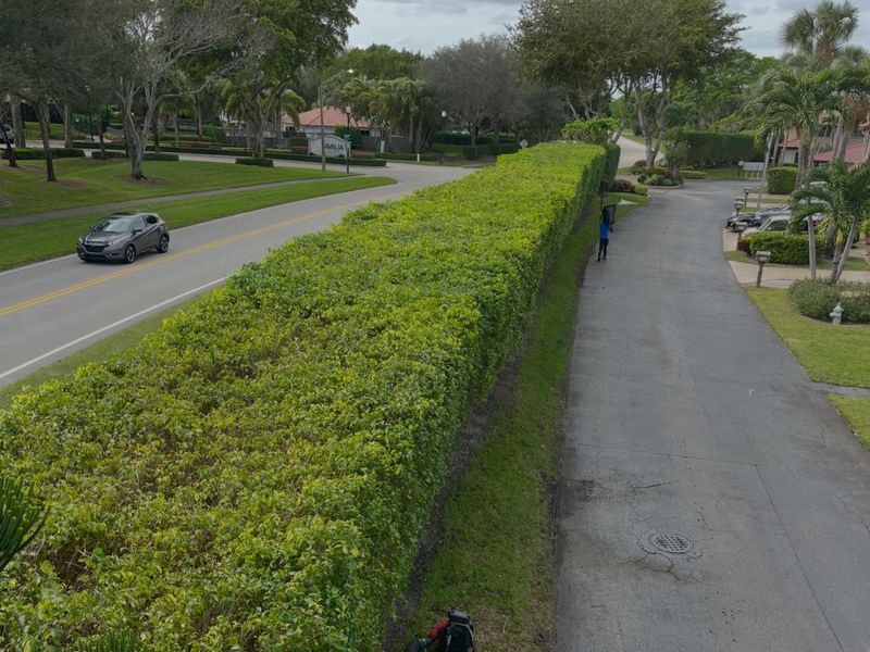 Long, evenly trimmed hedge along a community roadway and walking path