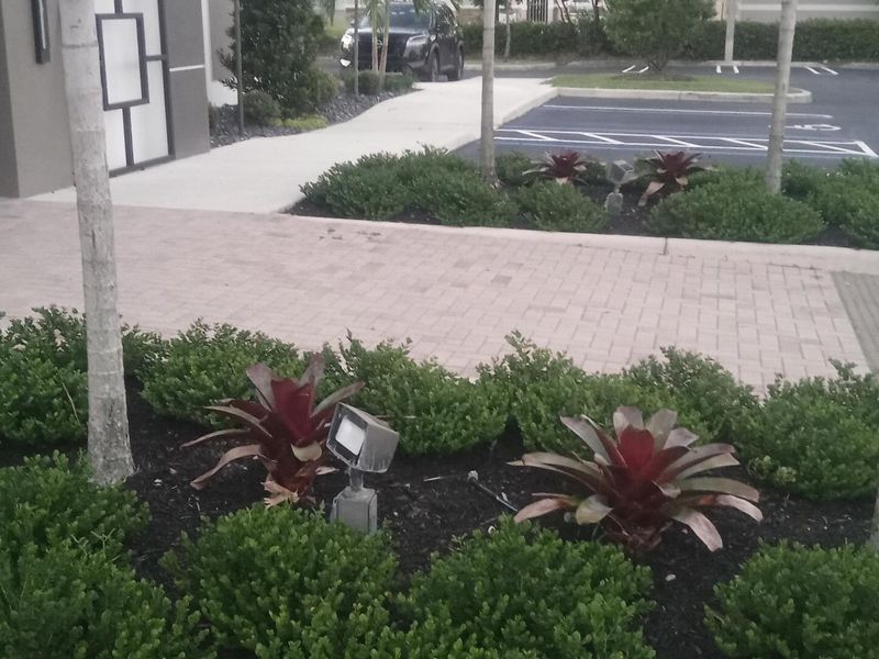 Commercial property landscape beds with bromeliads and manicured shrubs