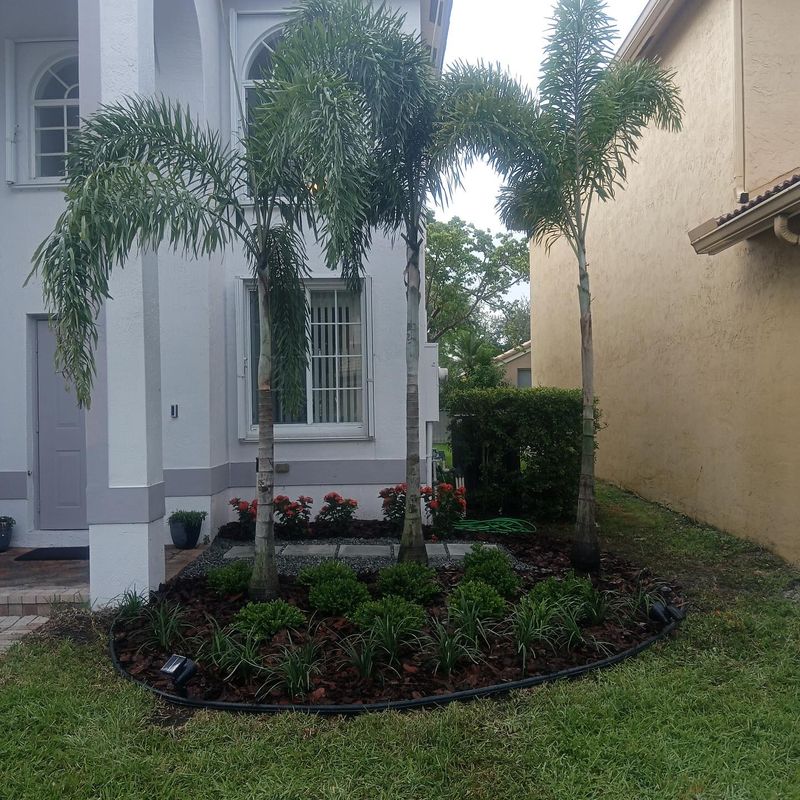 Curved mulch bed with foxtail palms beside a home entrance