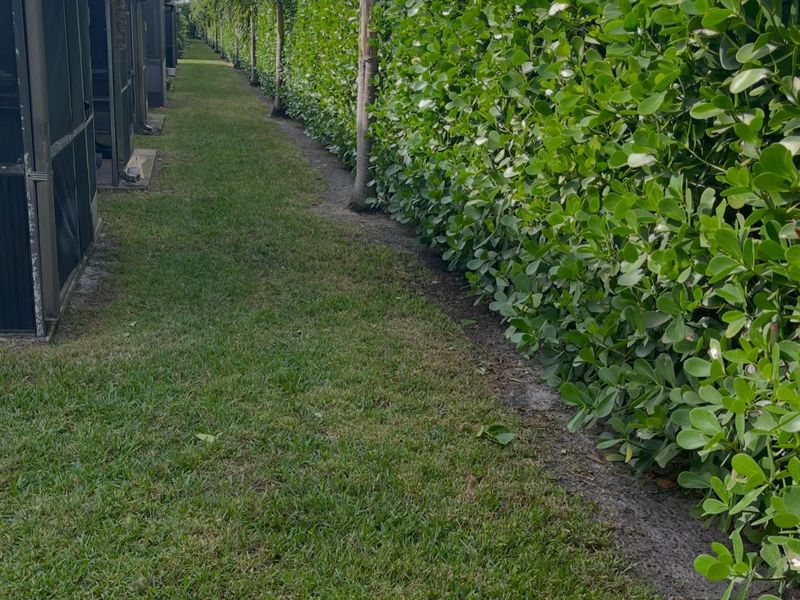Dense trimmed hedge wall beside a freshly mowed lawn corridor