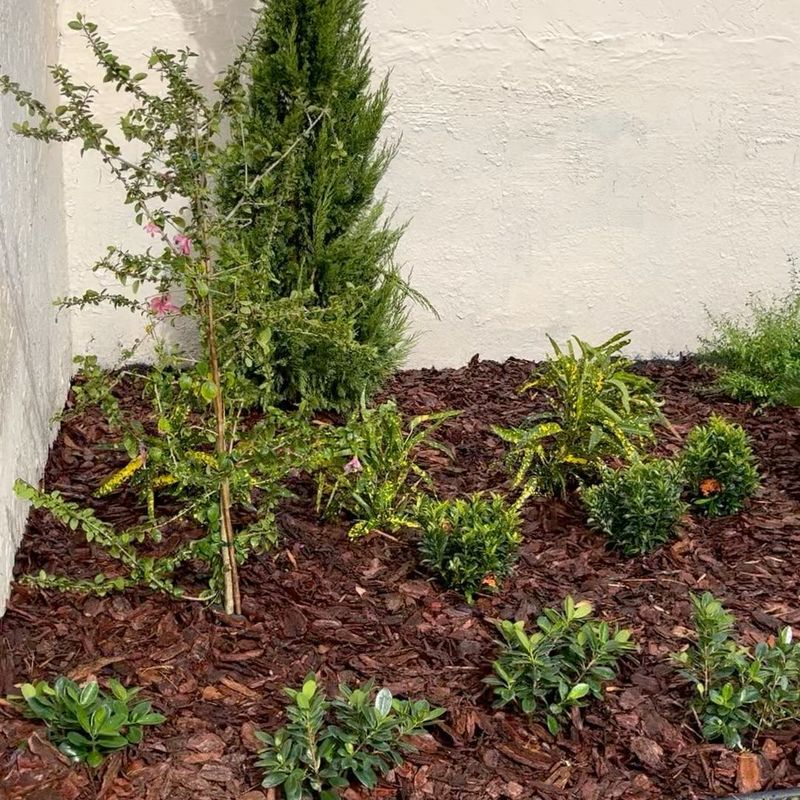 Newly installed planting bed with young shrubs and pine bark mulch