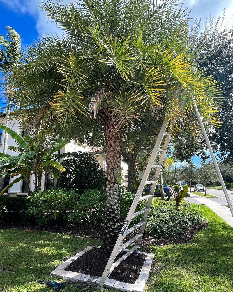 Freshly trimmed palm tree in a residential landscape bed