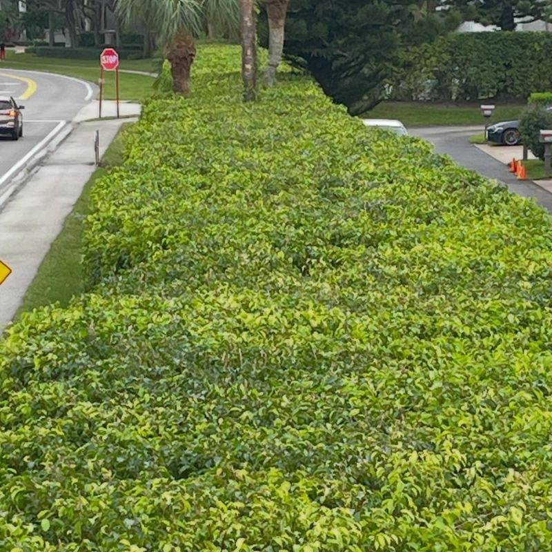 Flat-topped hedge trimmed with clean, straight edges
