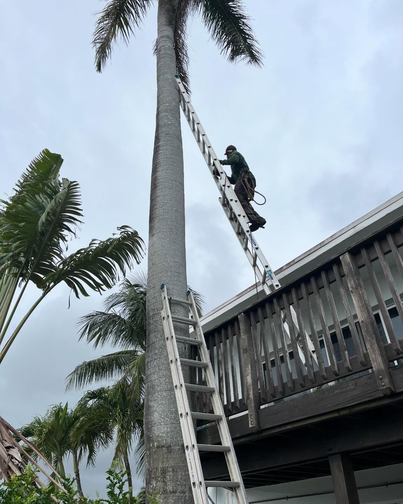 Tree service worker on an extension ladder trimming a tall royal palm