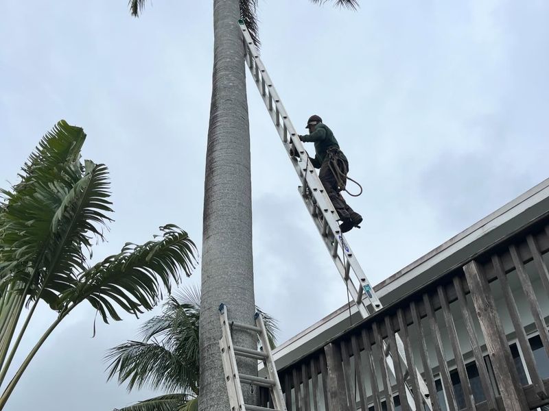 Tree service worker on an extension ladder trimming a tall royal palm