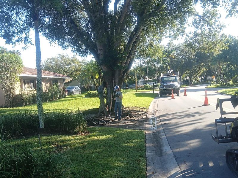Tree trimming crew working on a large shade tree with safety cones on the street