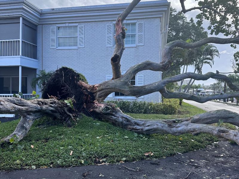 Large uprooted tree lying across a lawn and driveway after a storm