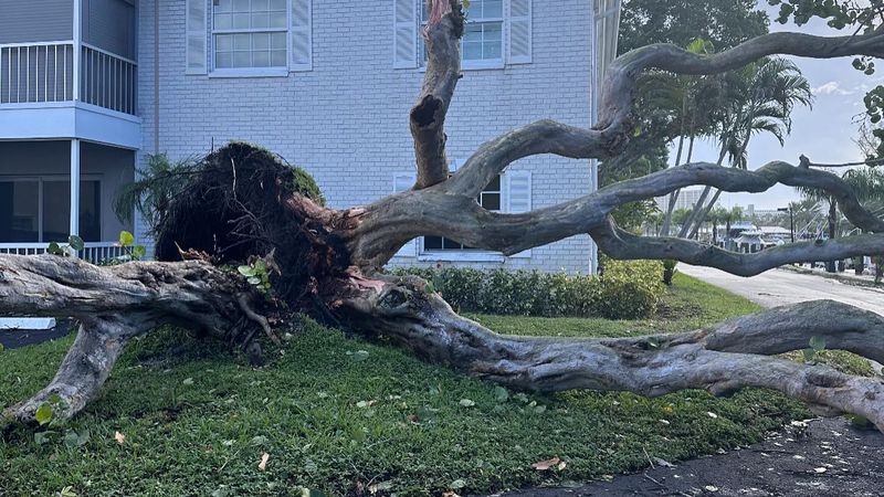Large uprooted tree lying across a lawn and driveway after a storm